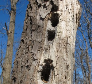 Woodpecker Holes AT Blackburn 140222