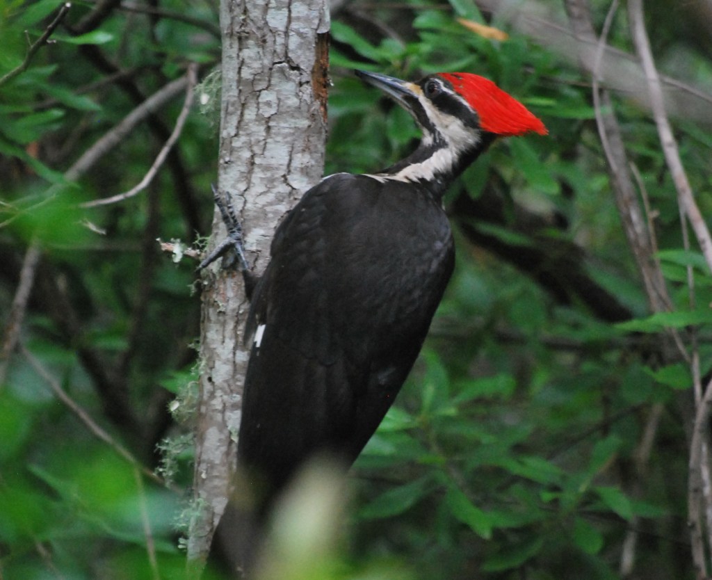 Woodpecker Pileated Gerry Sutton June 2013