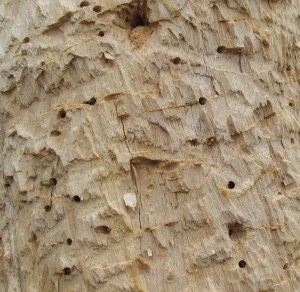 Woodpecker Tree_BuckRidge_120401