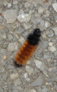 Wooly Bear Upper Dark Hollow 11-22-03