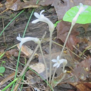Broomrape_CancerRoot_StauntonRiver 2011-05-14