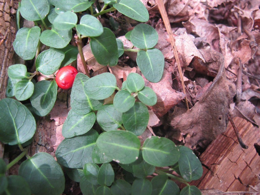 Partridgeberry Mitchella repens Bull Run Preserve 170922