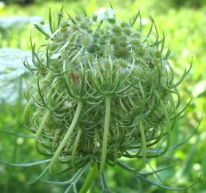 QueenAnnesLace2_GunpowderFalls_5Aug2012