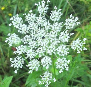 QueenAnnesLace_Gunpowder_120805