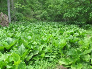 Skunk Cabbage Gunpowder2 150517