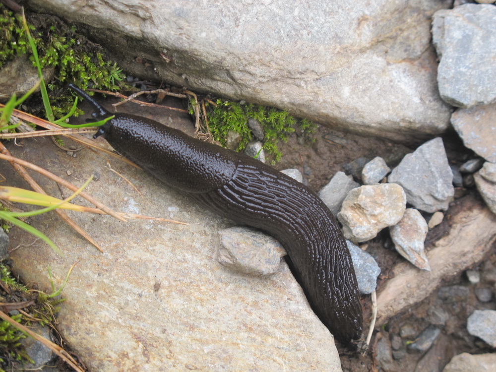 Slug Arion atri Pyrenees 150911