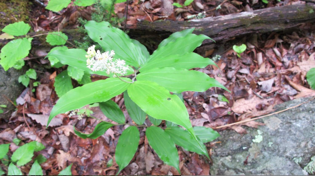 SolomonsSeal_False_CorbinMtnTr_120506