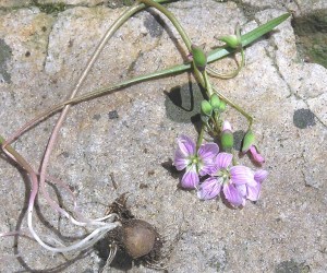 Spring Beauty Corm Trout RunENL 4-24-04