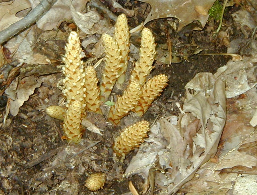 Squawroot Crack Whip Tr 5-08-04ENL