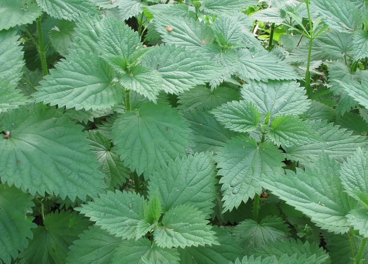 Sting Nettle_COCanal_120408