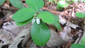 Wintergreen Teaberry North Fork Trail 130714