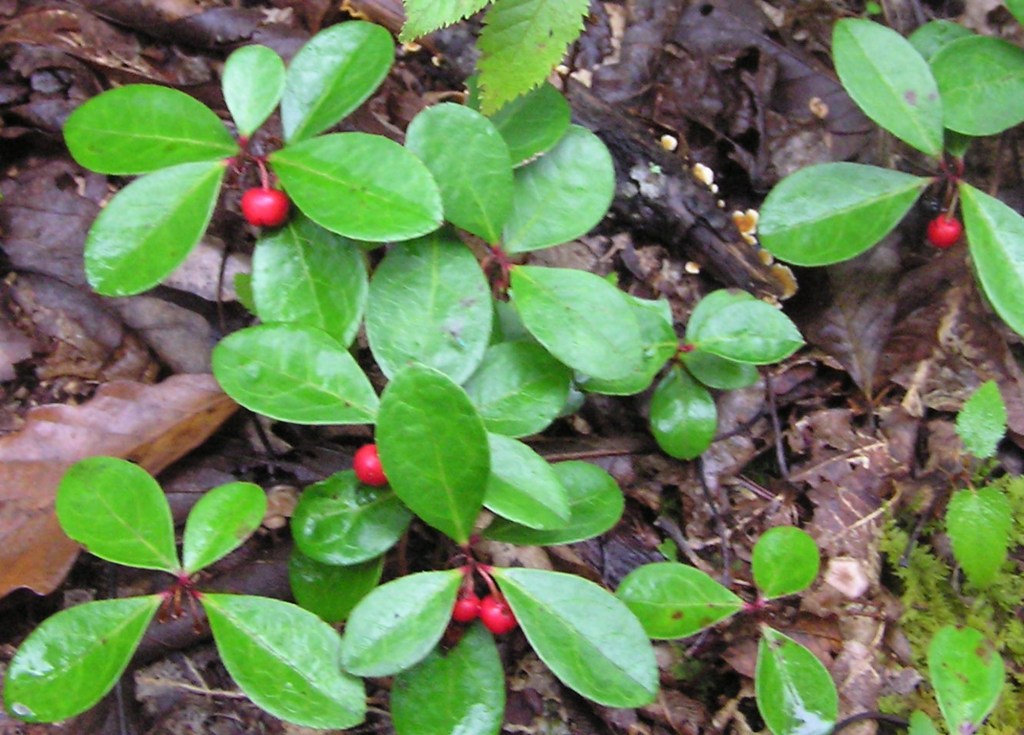 Wintergreen – Hiker's Notebook