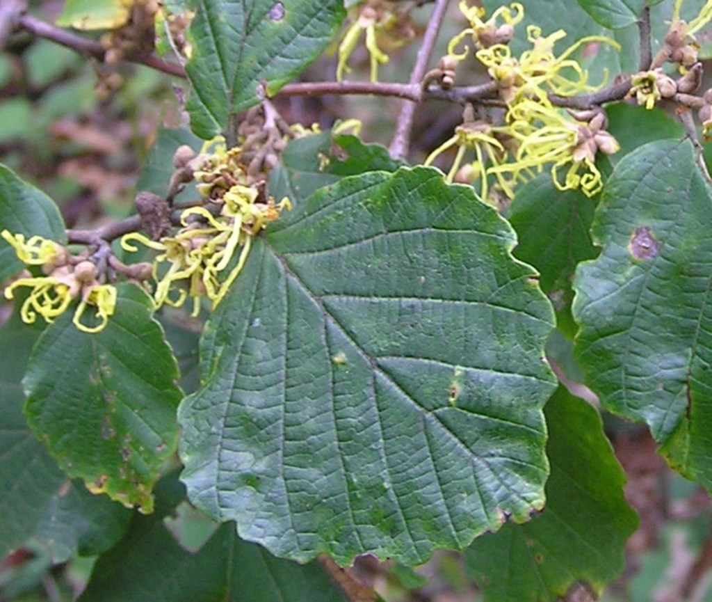 Witch Hazel Fridley Gap Tr ENL10-2-04