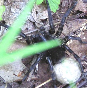 Wolf Spider Eggs Furnace Mtn 5-23-04