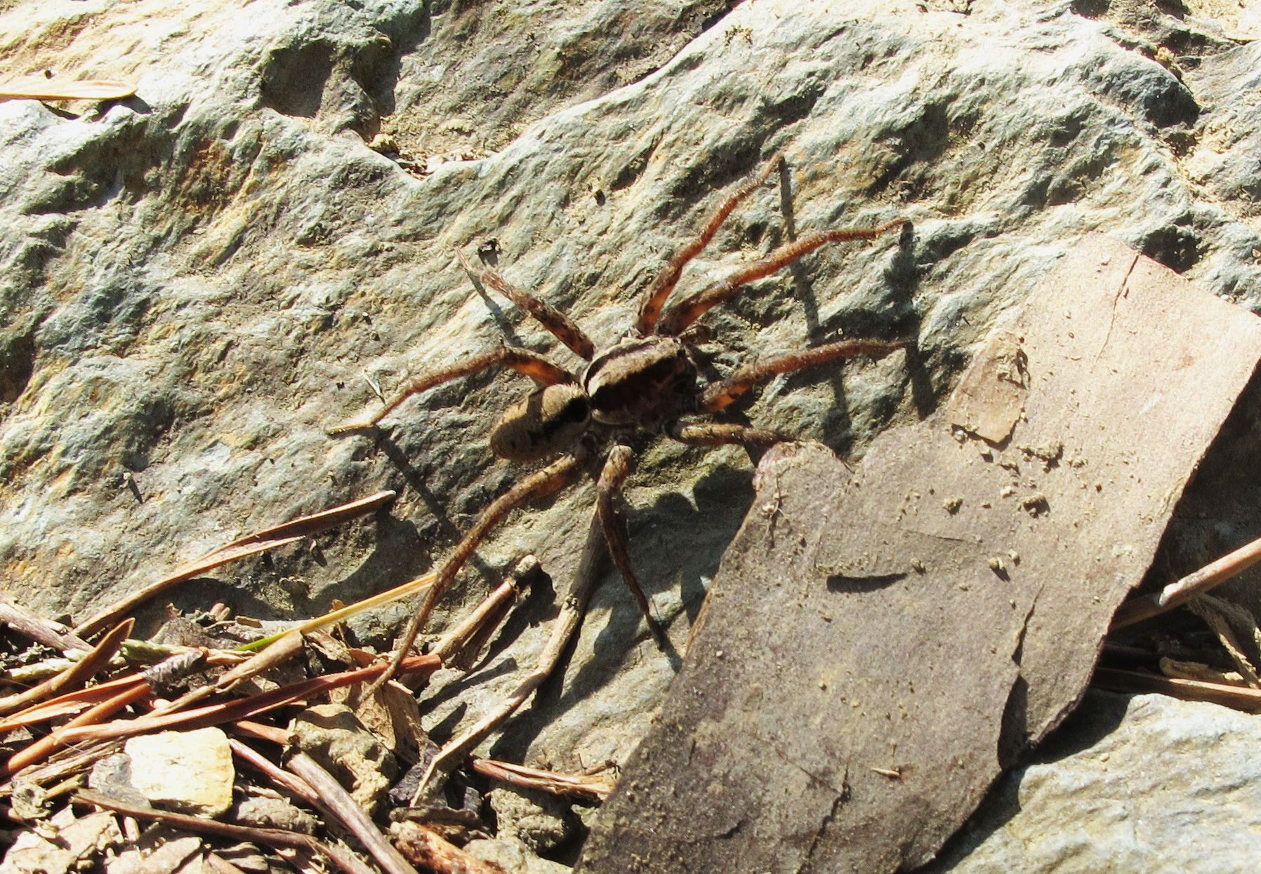 Wolf Spider – Hiker's Notebook
