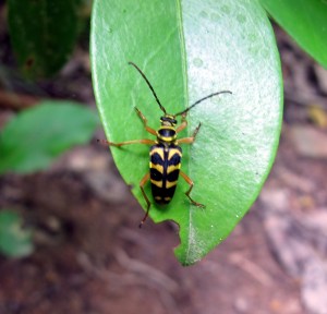 YellowJacket Beetle MacAfee Peak Trail 150602