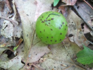 Oak Gall White Oak Canyon 150530