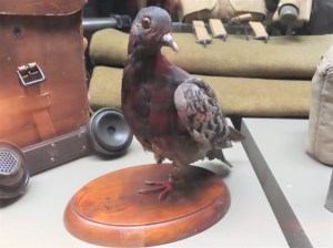 Rock Pigeon Cher Ami Smithsonian 2020 (2)