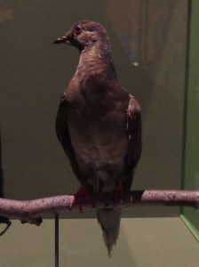 Rock Pigeon, Passenger Smithsonian 200106
