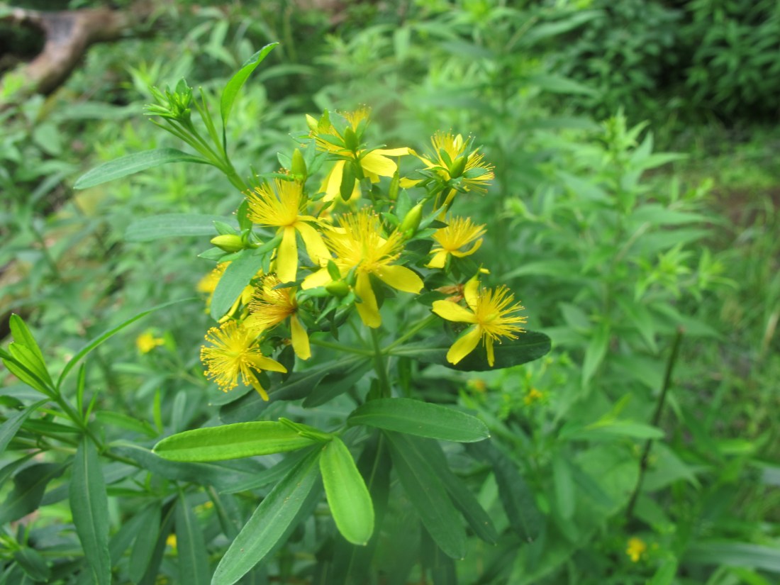Saint Johnswort Common_Dolly Sods 160716