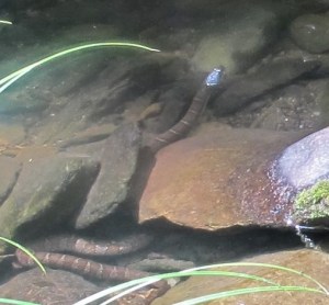 Northern Water Snake 2 Big Run 130810R