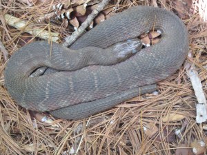 Northern Water Snake Molting Hazel River 180526