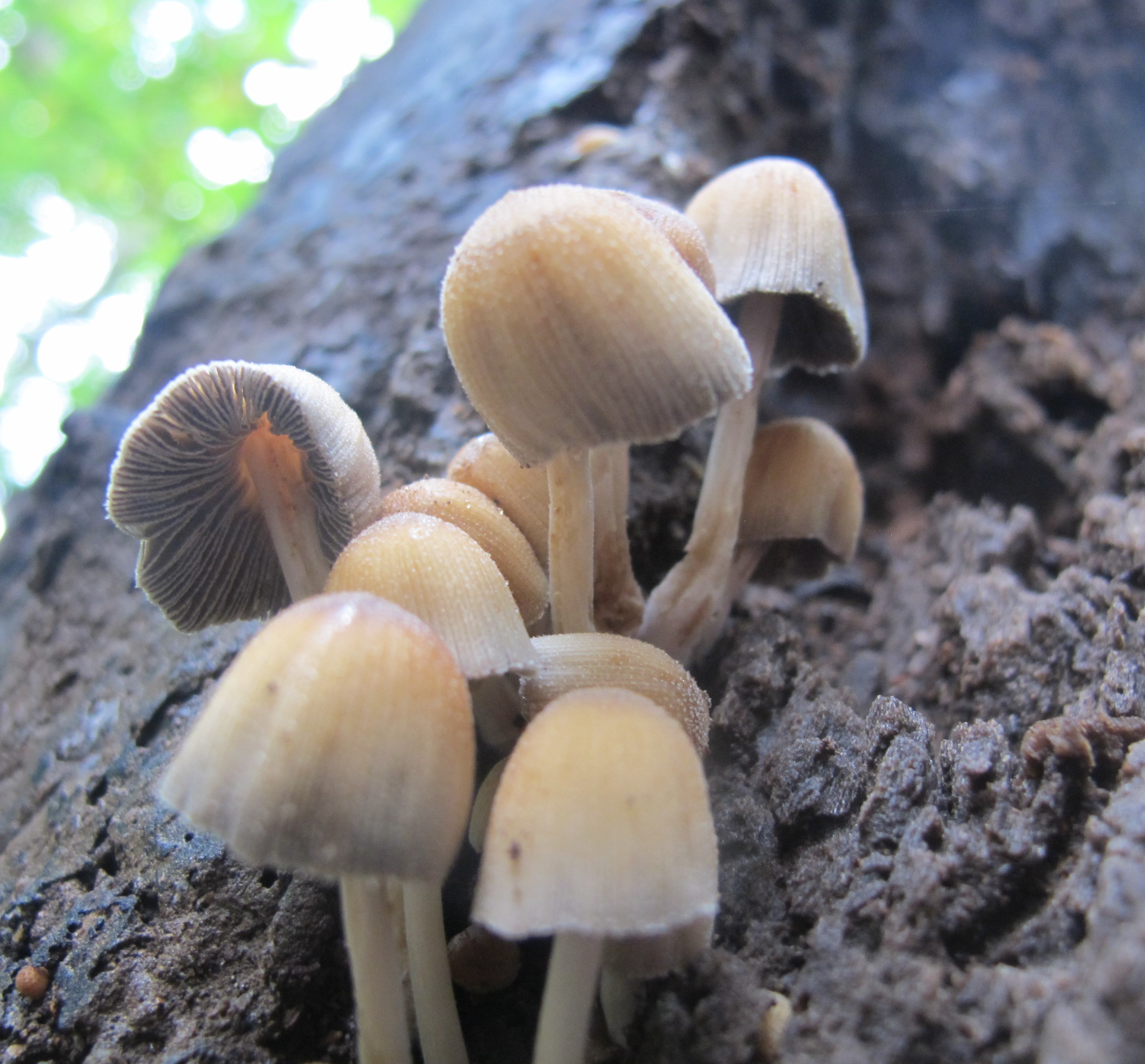 Inky Cap – Coprinoid mushrooms – Hiker's Notebook
