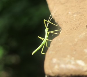 Walkingstick Nymph AT 130816