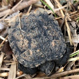 Snapping Turtle Hatchling Columbia 200523