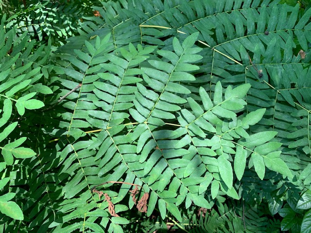 Royal Fern Family (Osmundaceae)  Hiker's Notebook