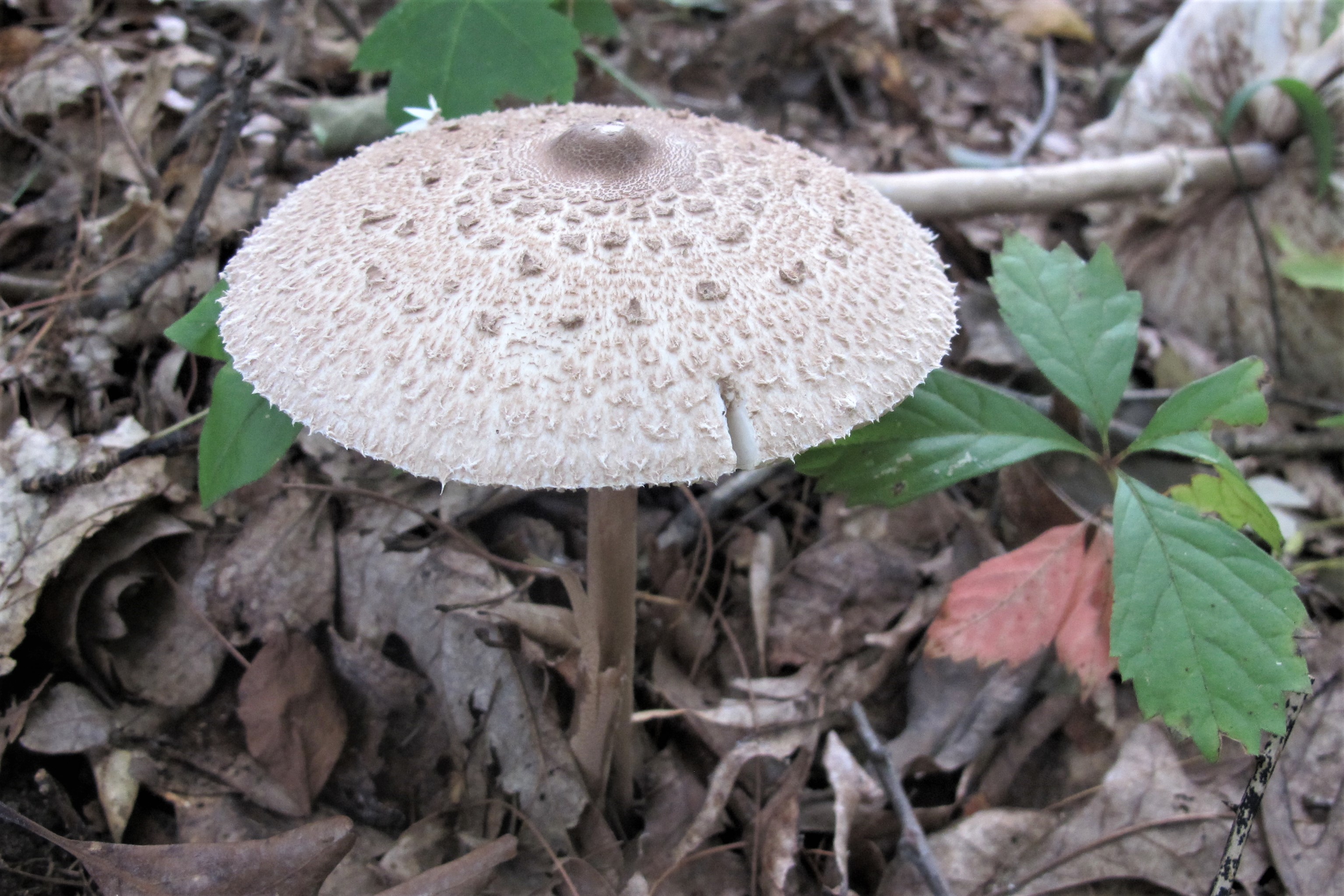 parasol-mushroom-lepiota-