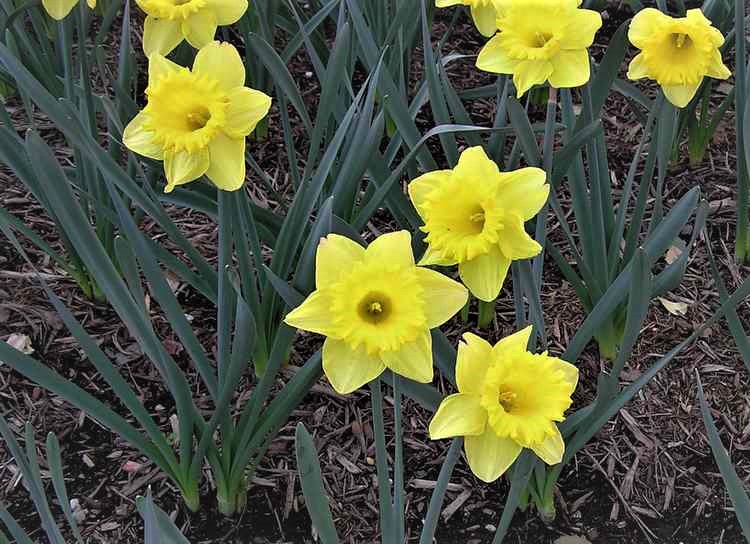 Narcissus (aka Daffodil) – Hiker's Notebook