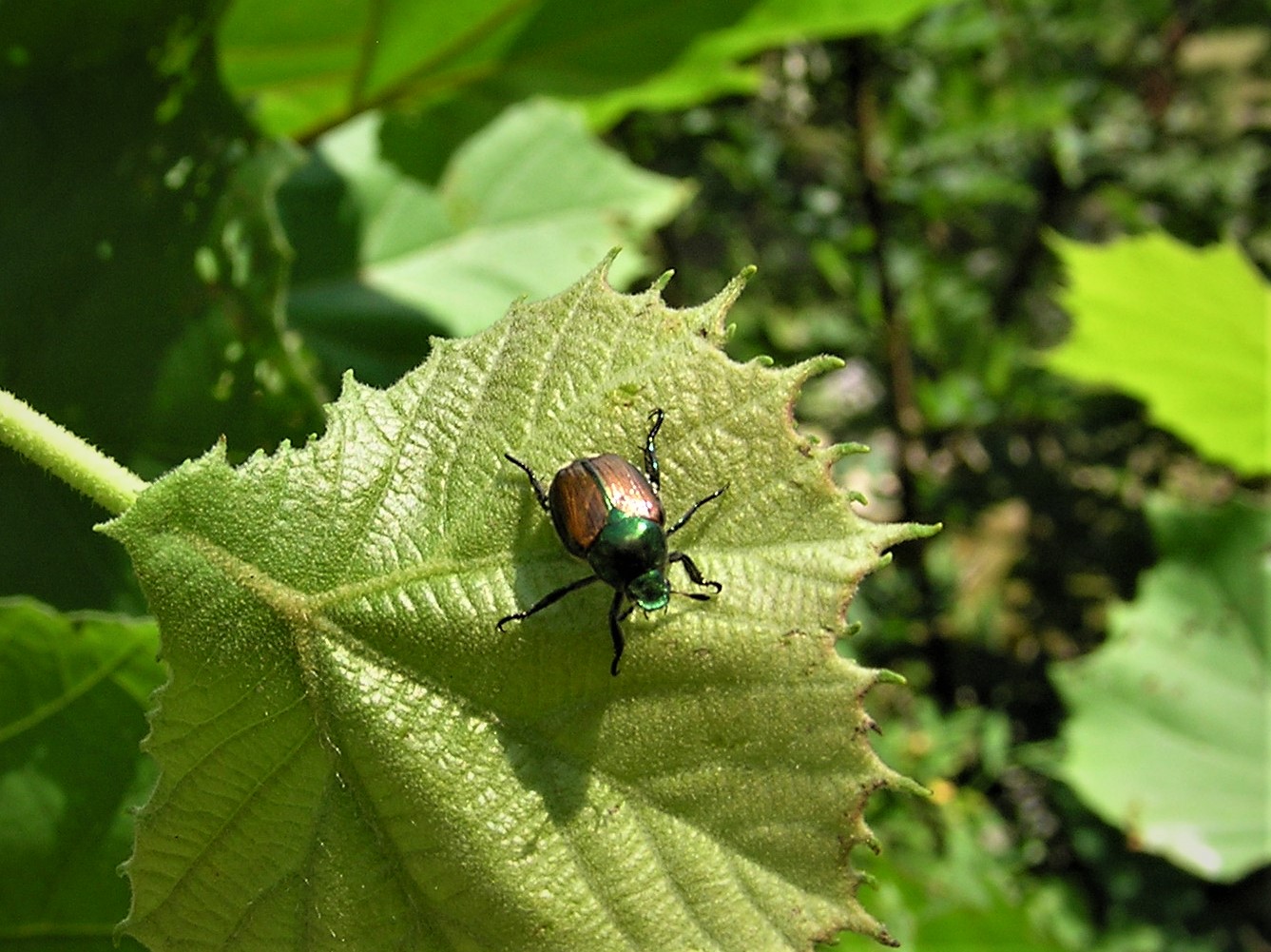 Japanese Snapping Bug Japanese Beetle – Hiker's Notebook