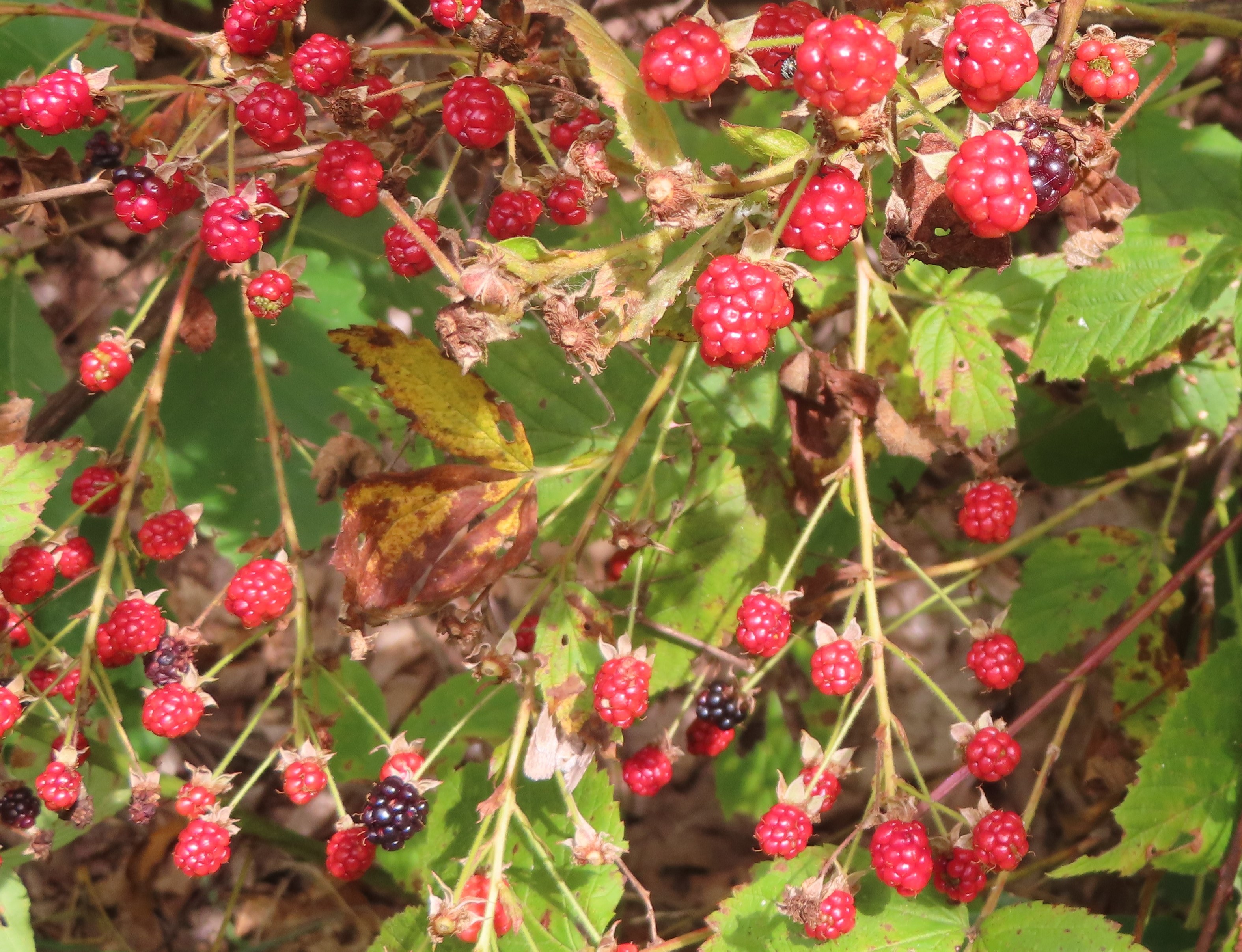 Raspberry – Hiker's Notebook