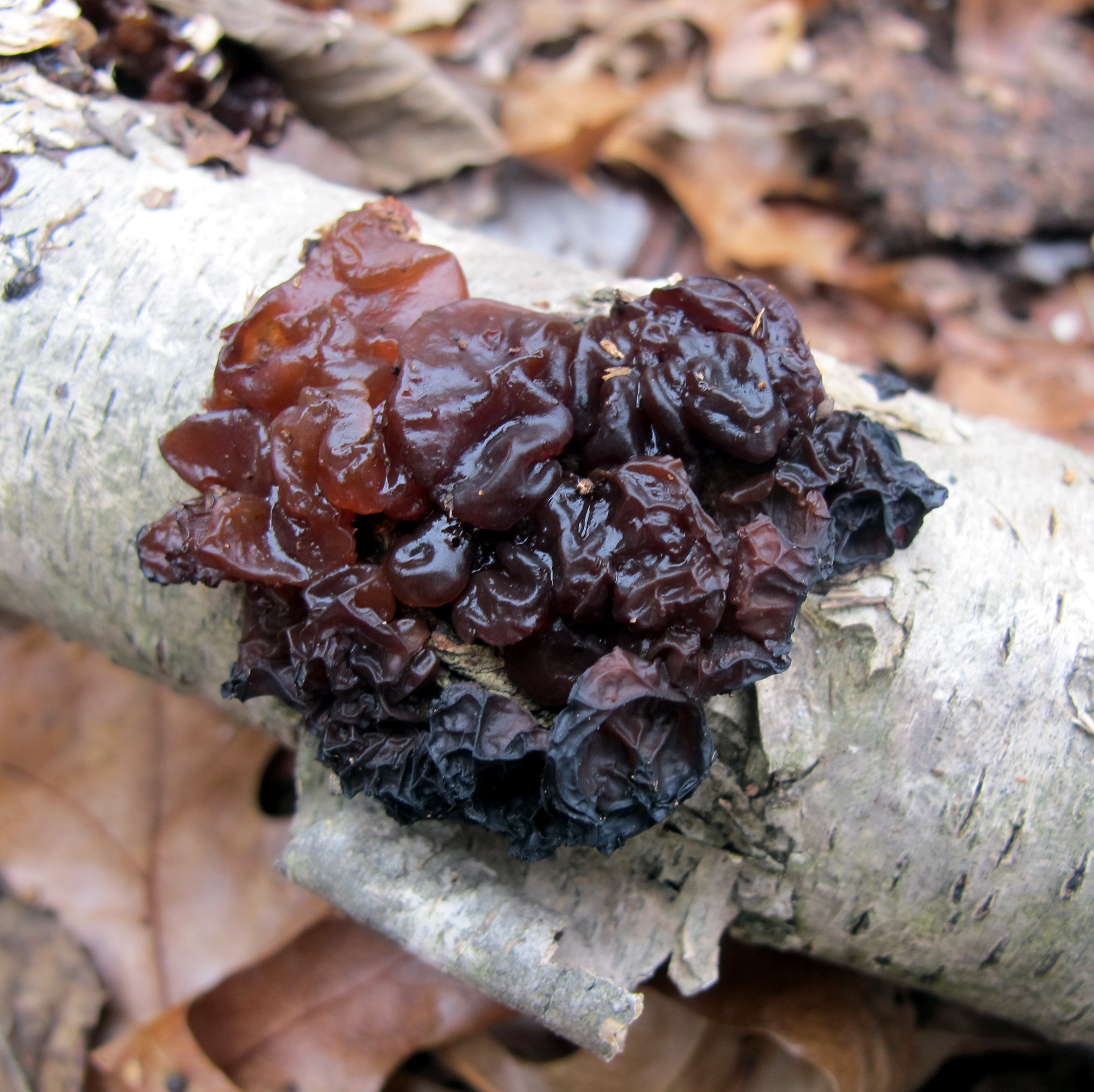 Fungi – Hiker's Notebook