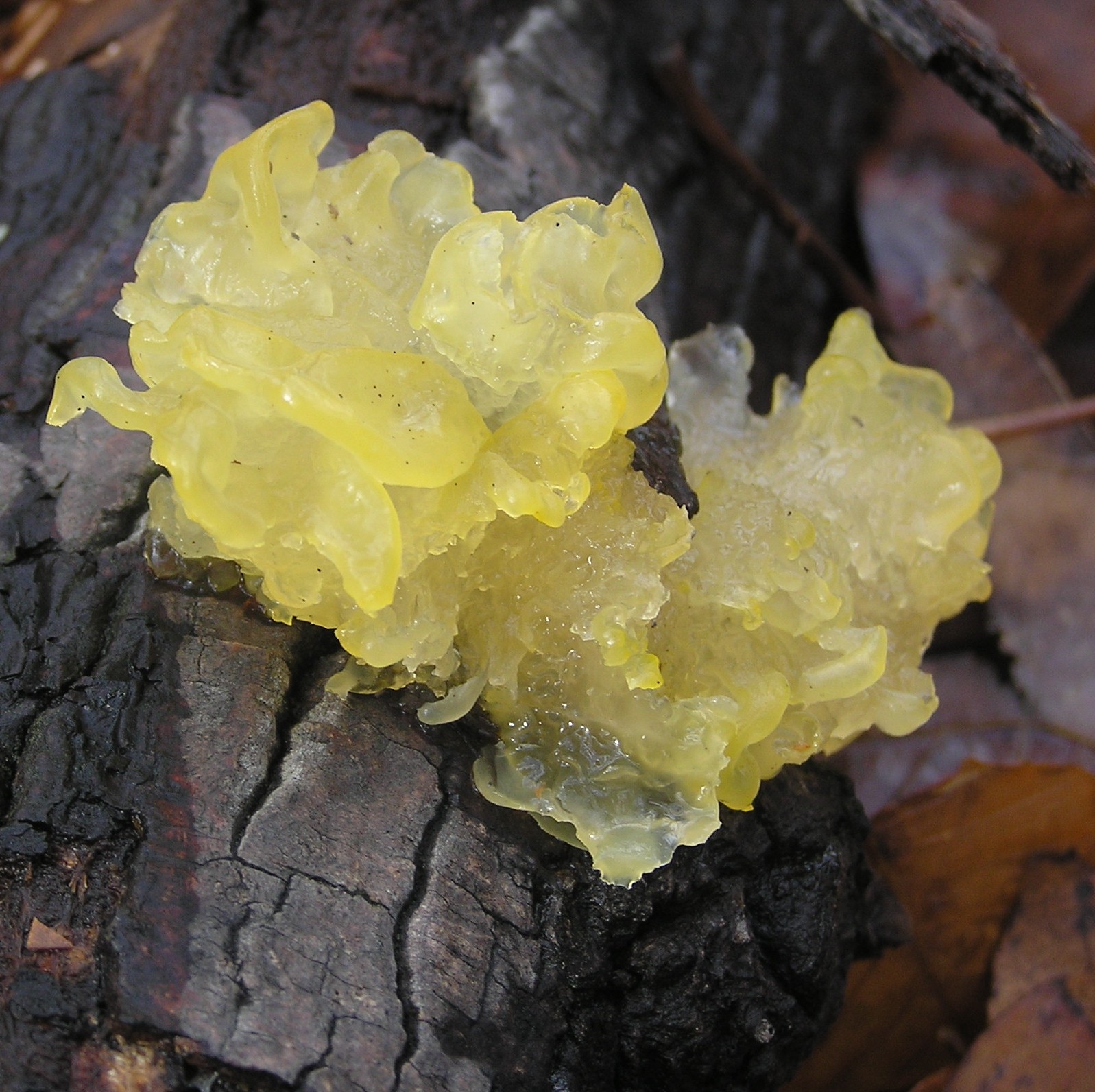 Fungi – Hiker's Notebook